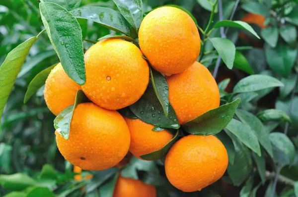 Kontwòl tire pandan ete Citrus se kle, koupe bag pa ta dwe mwens pase 3 fwa p...