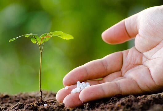 Ginger Planting in Addition To Use Fertilizer, Don't Forget To Sprout! Ginger...