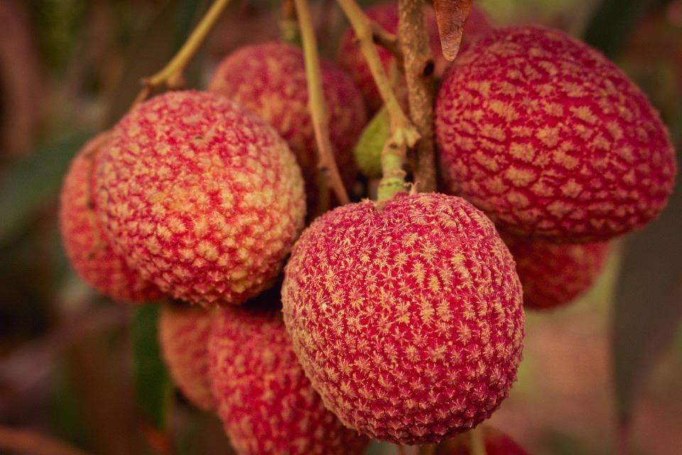 Litchi Orchard Fekondasyon Tè 4 Kalite Mezi Jesyon, Pa Bliye Koupe Apre Davwa