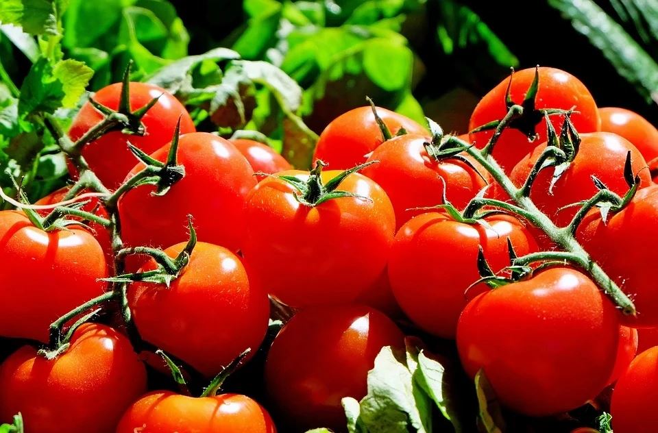 Komen legim ki renmen legim rezime, Tomat, piman, eggplants grandi nan difera...